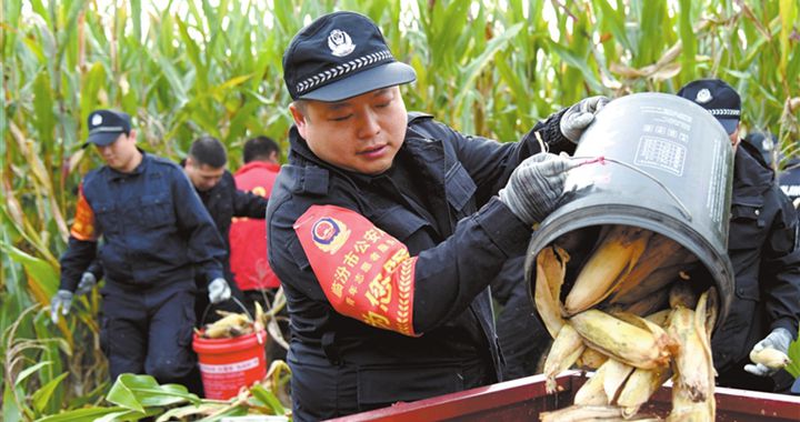 臨汾：并肩作戰(zhàn)搶收玉米 確保顆粒歸倉